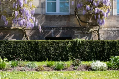 Jardin public de Bordeaux buisson et glycines.
